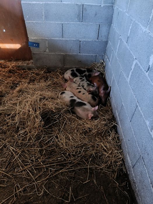 Leitões landerace e duroc