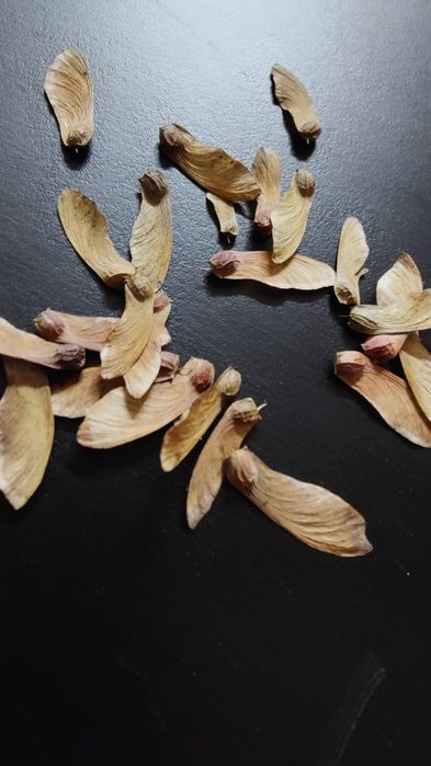 Semente germinação Acer Acers Bordo japonês Palmatum arvore planta