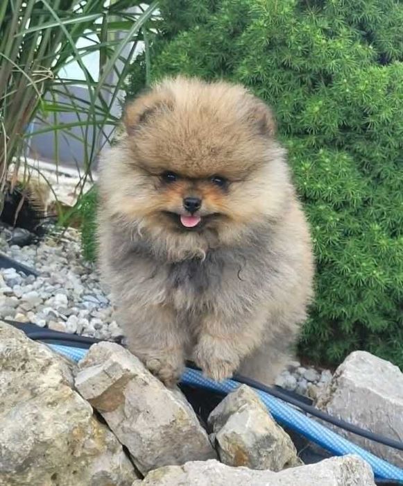 Szpic miniaturowy pomeranian piesek FCI