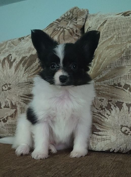 Spaniel kontynentalny miniaturowy Papillon - piesek ZKwP