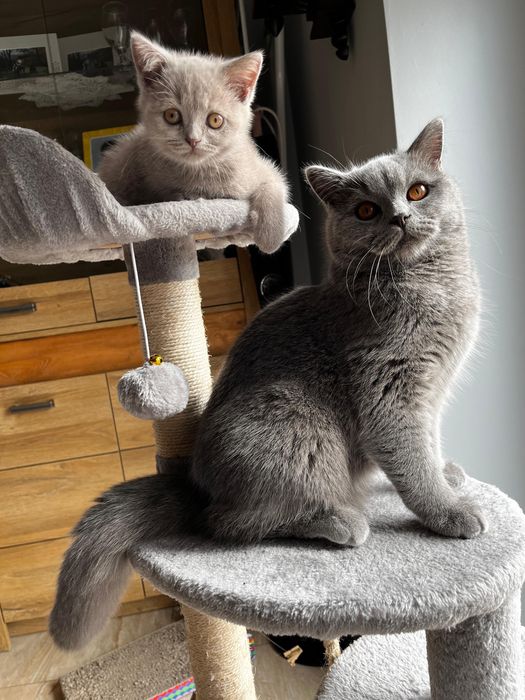 Kot brytyjski liliowy okazja