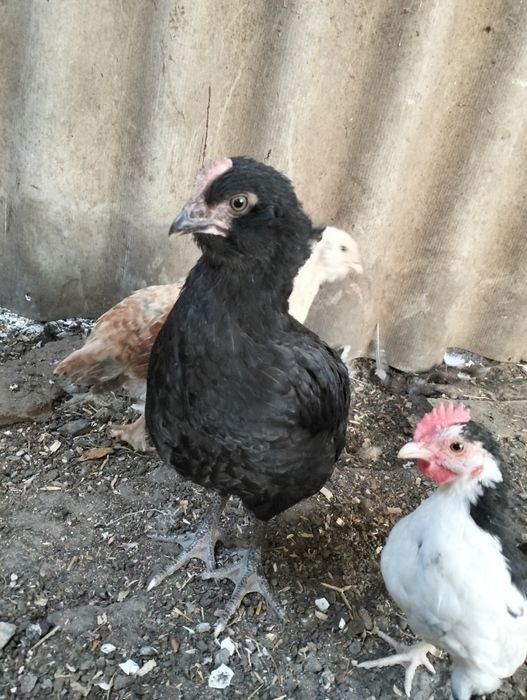 Продам курчат підрощих