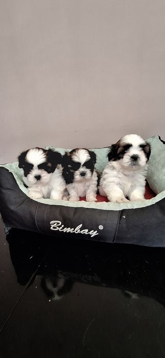 Shih Tzu suczki.