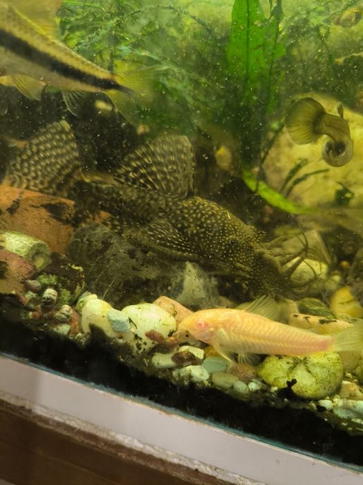 Sprzedam 3 samce glonojada