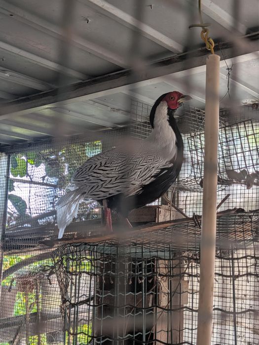 Casais de Faisões Prateados (Silver Pheasant) Adultos