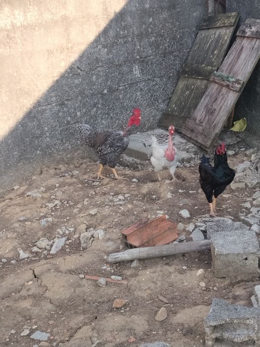 Galos pedrês e branco portuguesa