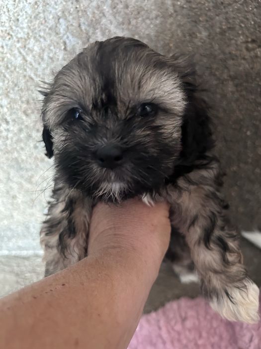 Cachorrinha shihtzu linda