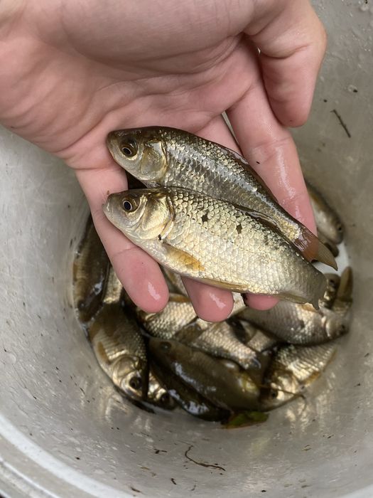 Karasie srebrzyste/japoniec