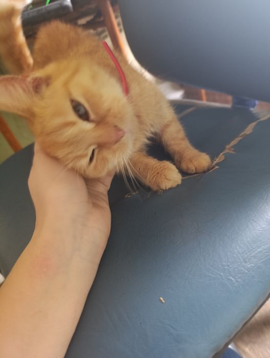 Віддам безкоштовно