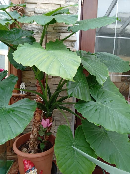 Алоказія, слонове вухо