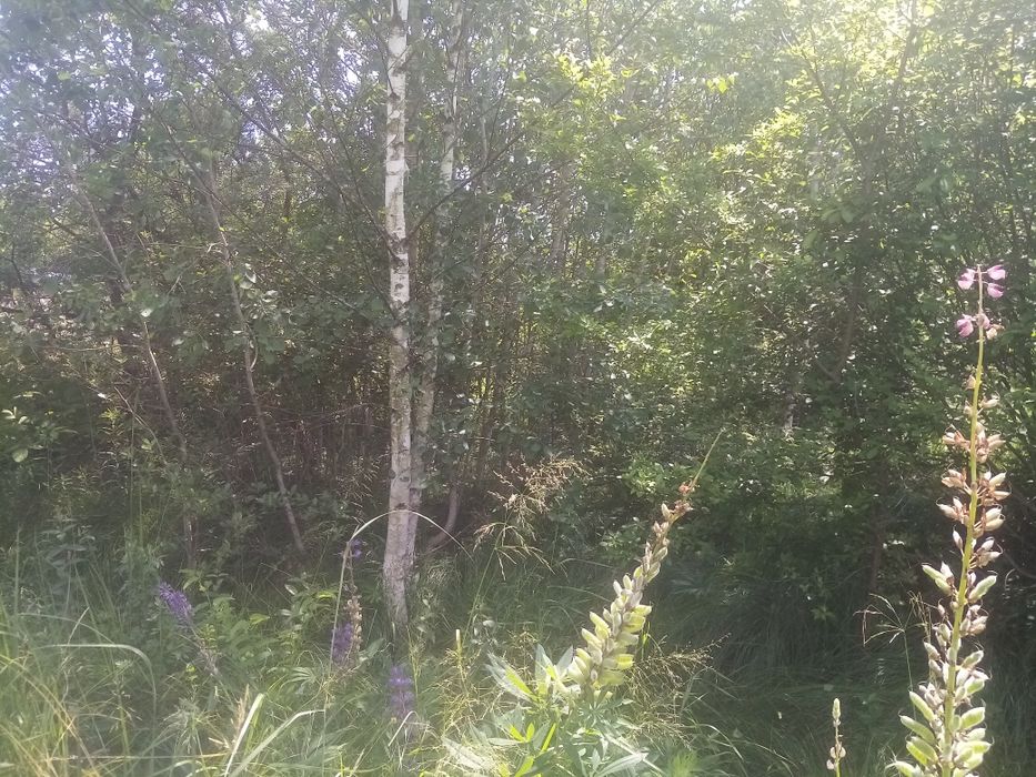 Продаж дачної ділянки в Чернієві