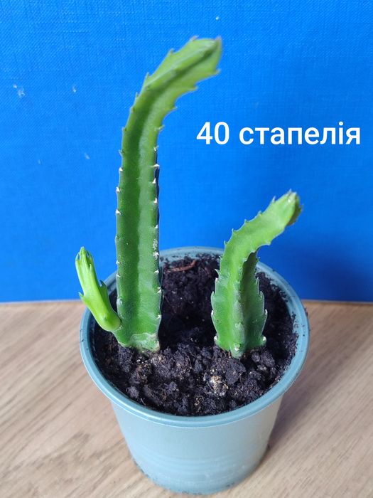 Продам домашні вазони місто Хмельницький