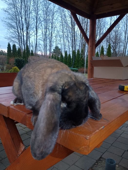 samiec baran francuski