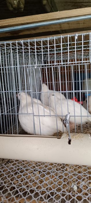Ovos de codorniz