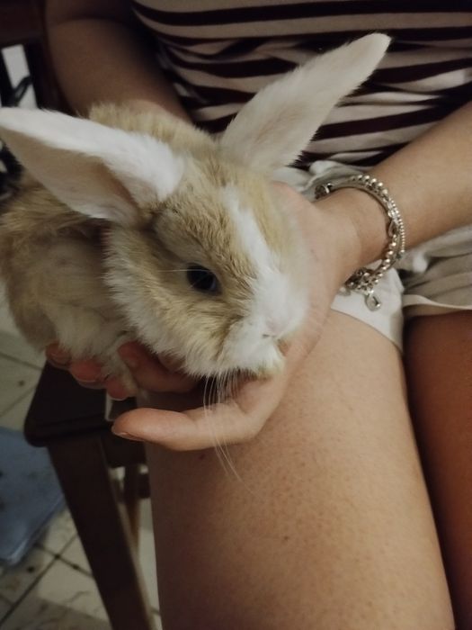 Coelhinhos anões