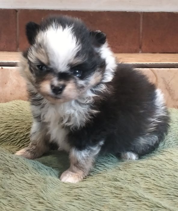 Szpic miniaturowy. Pomeranian. Sunia.