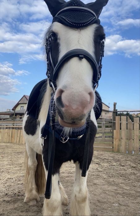 wałach tinker 6 lat