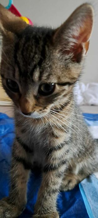 Ryś – 100% energii, 0% nudy! Adopcja małego wulkanu!