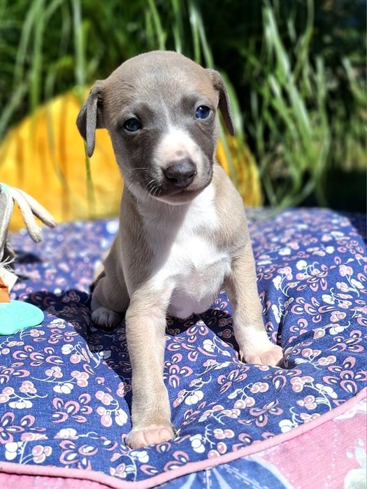 Chart angielski whippet pies Ziggy Zoom