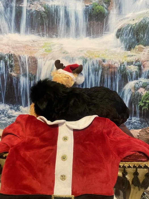 York Black czarny piesek  rodowód