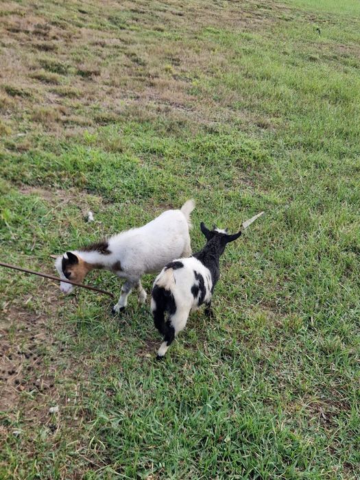 Vendo cabras anãs