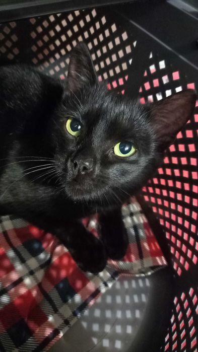 Котик ласковий  10 мес