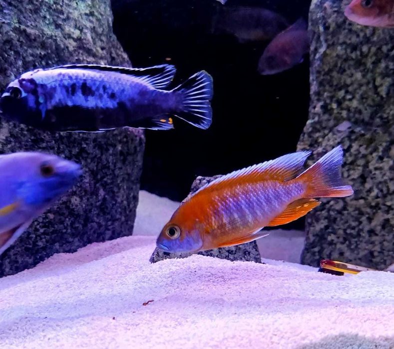 Aulonacara Eureka 5cm Hodowla Pyszczaków Toruń, Pyszczaki najwyższa jakość