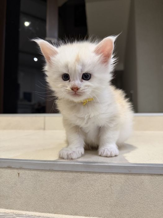 Кошенята Мейн-кун