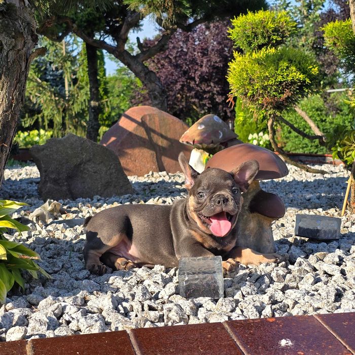 Buldog Francuski śliczny Blue Tan piesek