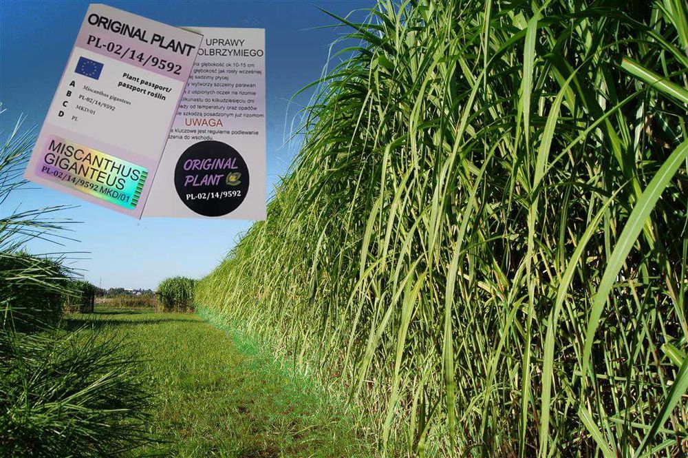 Miskant Olbrzymi-Giganteus.na żywopłot-ORYGINALNY! Duża karpa XXX!!!