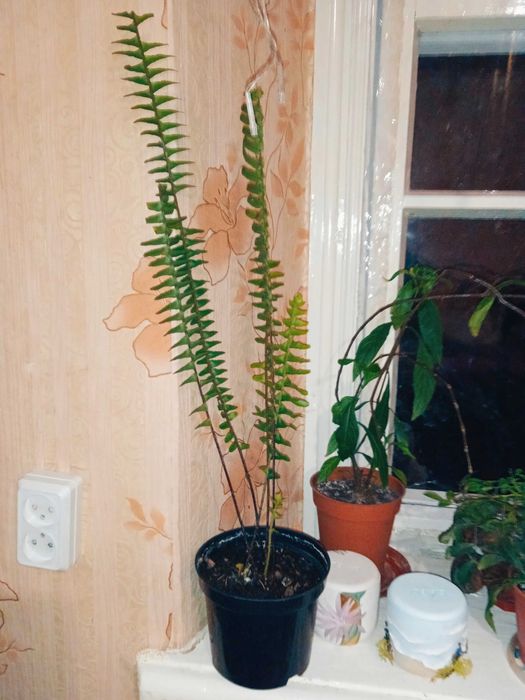 Папороть Нефролепіс