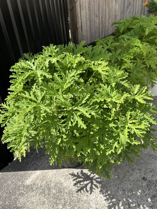 Kwiat geranium, anginka, pelargonia pachnąca