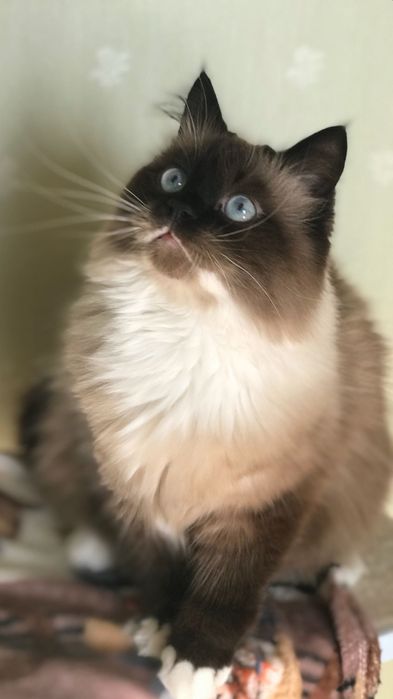 Котята породы Рэгдолл 1,5 мес