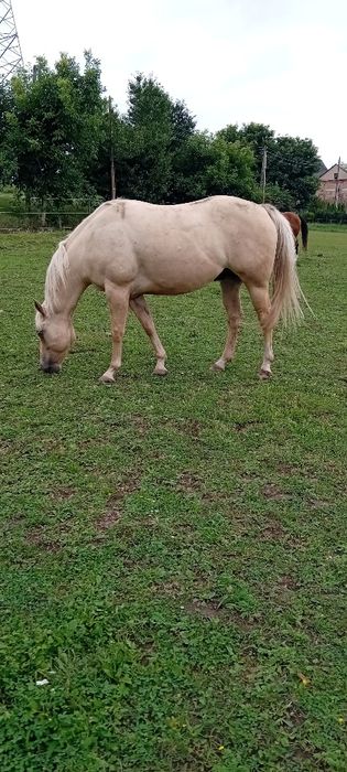 Wałach AQH 14.04.2018r