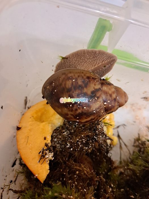 Архахатіна маргіната овум