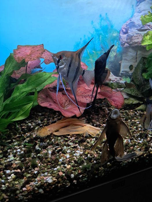 Skalary11 szt.duze i zdrowe.