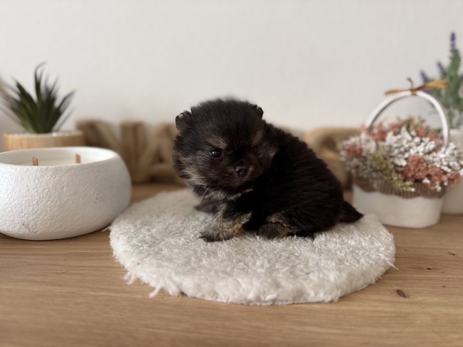 Menino lulu pomerania menino linhagem russa mini