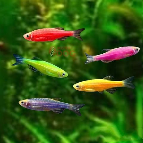 Рибки в акваріум Даніо Тернеція  Барбус Glo Fish ОПТ