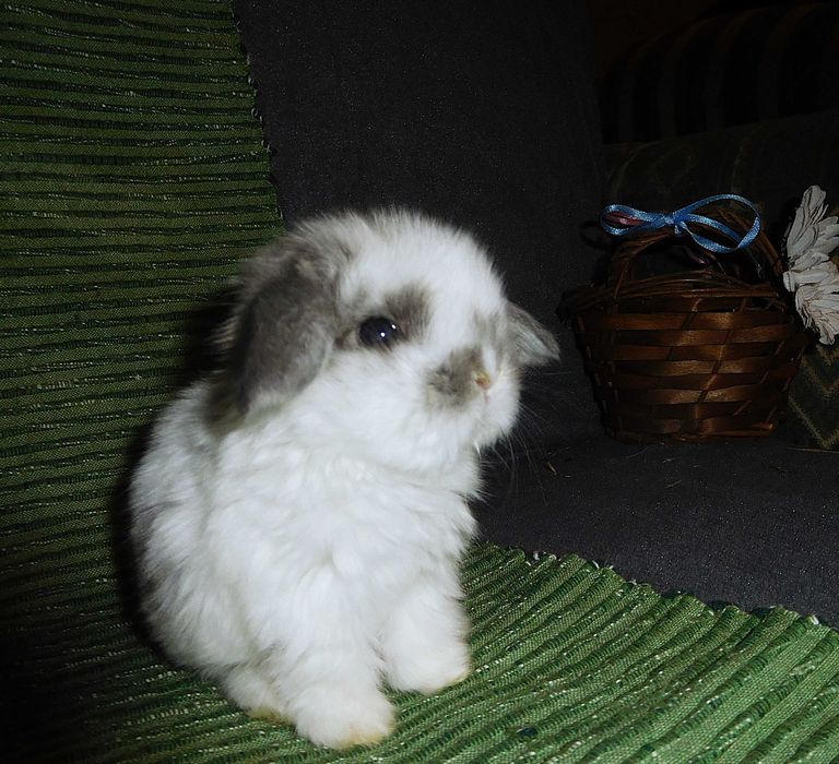 Śliczne króliczki Mini Lop