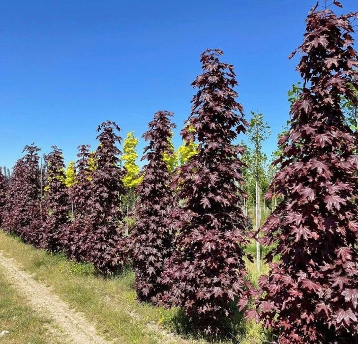 Klon pospolity Crimson Sentry 400 cm