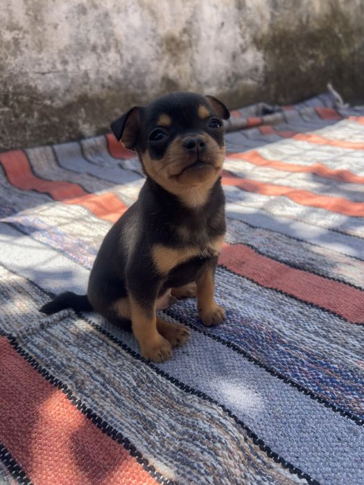 Pinscher miniatura - macho