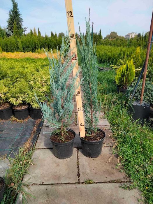 Декоративні хвойні рослини в горшках (ЗКС) ЯЛІВЦІ, ТУЇ, ЯЛИНКИ