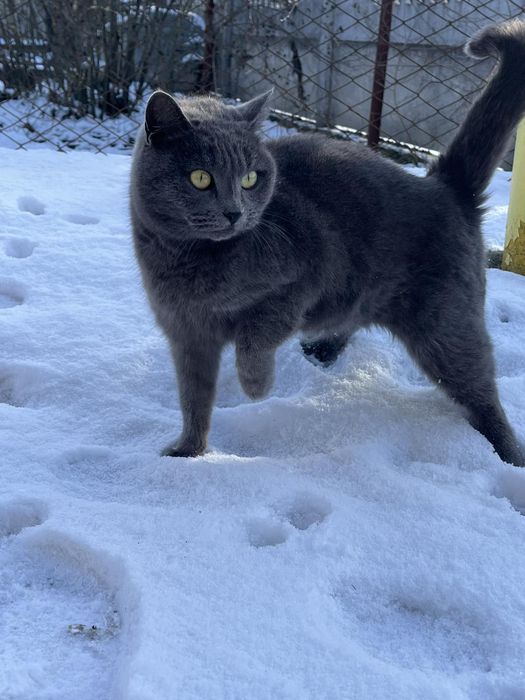 Чистокровна британка у відповідальну родину