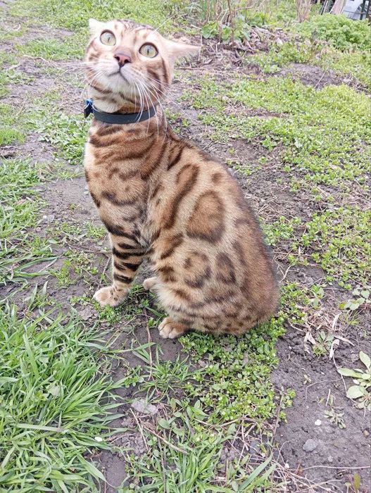 Бенгальські кошенята