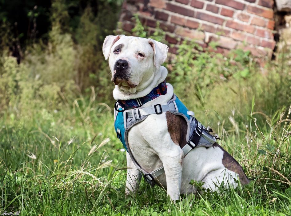 Przecudowny Amstaff Roni szuka swoich ludzi