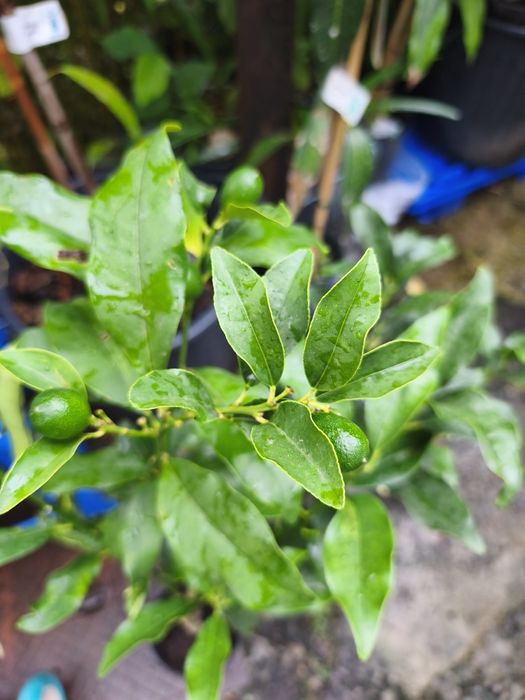 Árvores frutíferas e plantas exóticas e tropicais.