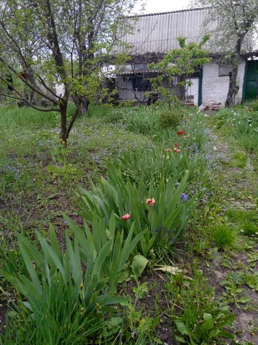 Продам дачу в  Гарьевке.пгт. Златопиль