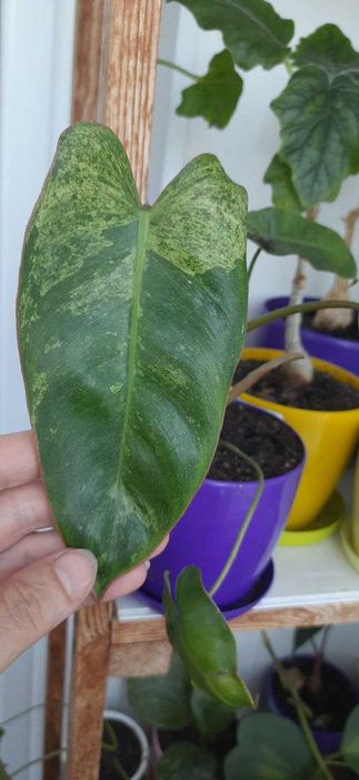 Філодендрон Білітай вар.