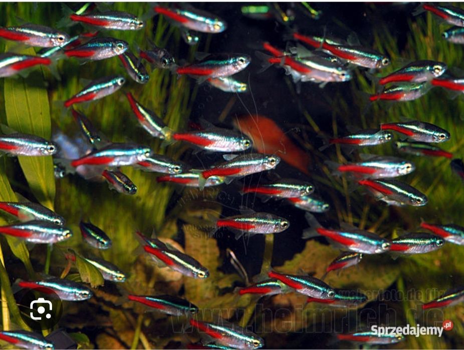 Akwarium  Neon innesa