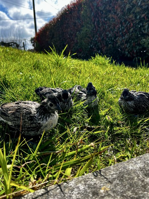 Cruzamento sebright prata com sedosa do japão